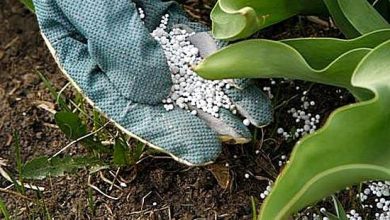 “فيركيم”-تؤسس-“النيل-للأسمدة”-بـ400-مليون-جنيه-بالعين-السخنة