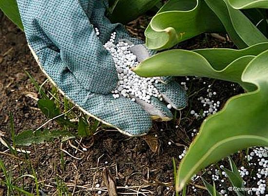 “فيركيم”-تؤسس-“النيل-للأسمدة”-بـ400-مليون-جنيه-بالعين-السخنة