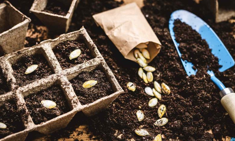 “أركو-سيدز”.-شراكة-بين-جهات-حكومية-و”جهاز-مستقبل-مصر”-لإنتاج-التقاوي