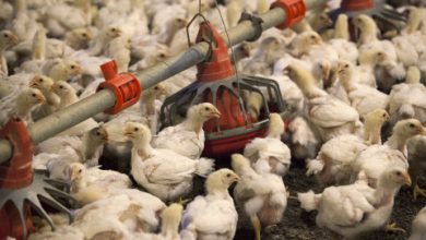 أرباح-“المنصورة-للدواجن”-تهوي-99%-خلال-2025