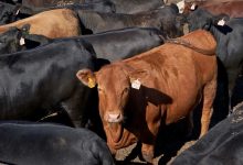 “الزراعة”:-صرف-154-مليون-جنيه-جديدة-لمشروع-البتلو