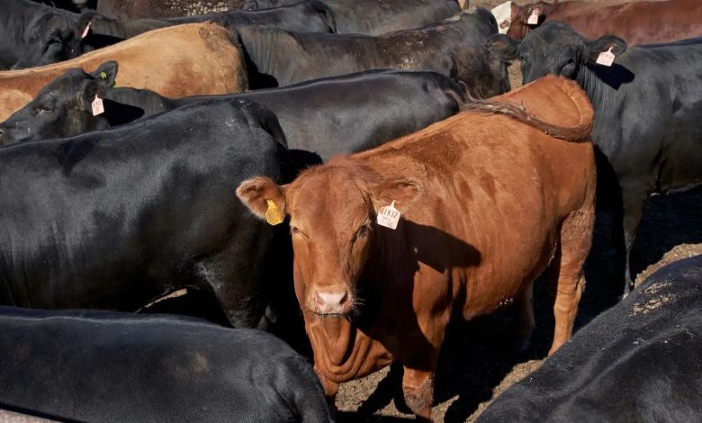 “الزراعة”:-صرف-154-مليون-جنيه-جديدة-لمشروع-البتلو