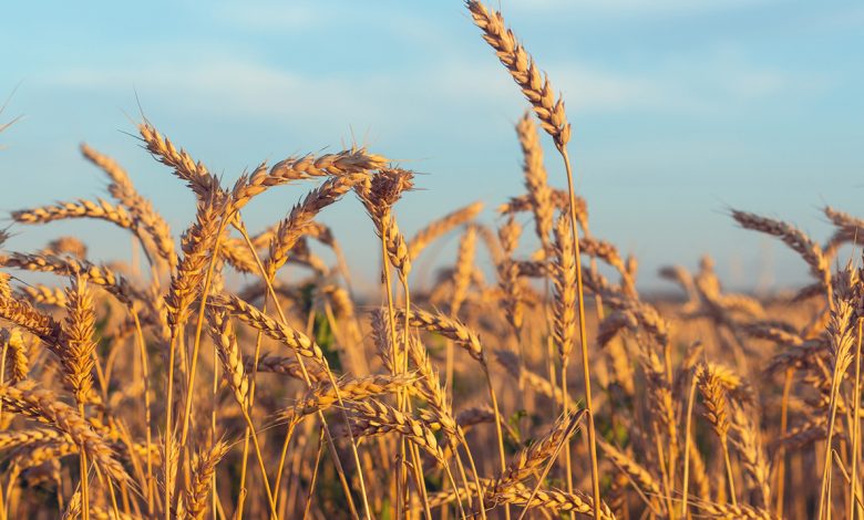 “بحوث-الصحراء”-يحقق-سبقًا-علميًا-يرفع-إنتاجية-القمح-فى-الأراضى-شديدة-الملوحة